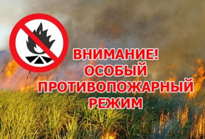 В лесах на территории Брянской области введен особый противопожарный режим.